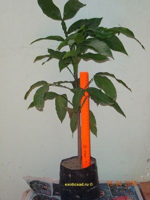 ������� ����������