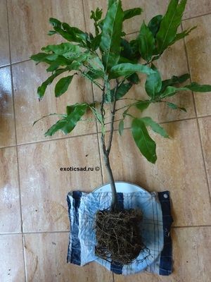 ������� ���������� � �������