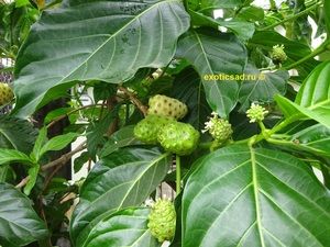 ����� ���� �� ������