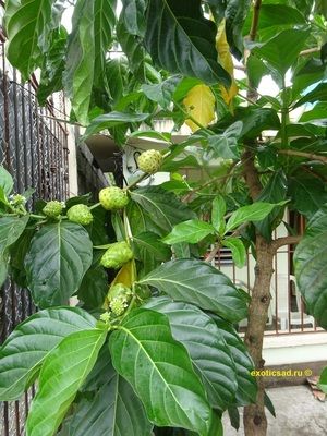 ������ ����