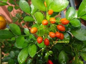 ������� �����������