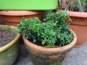 ������� ����������� Gnom