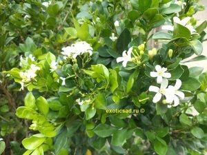 �������� ������� �����������