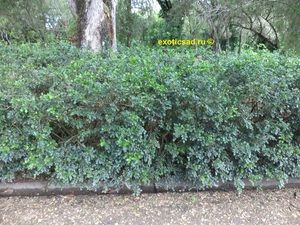 �������� �� ������ �����������