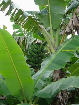 ����� ����