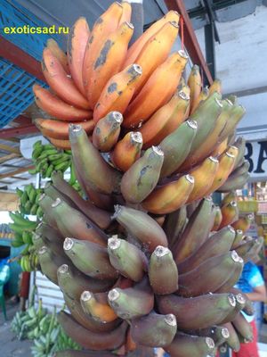 ����� ��������� ������� �������