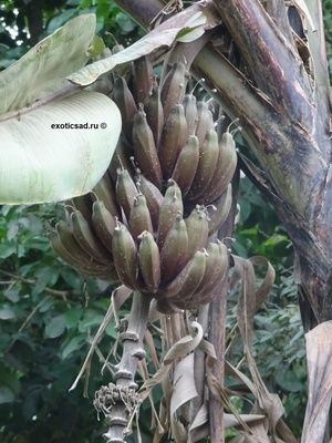 ����� ��������� �������