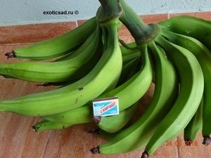 ����� �������.