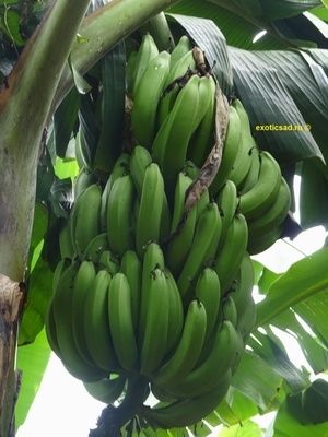 ����� �������