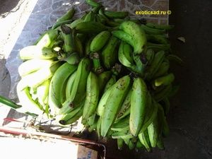 ����� ������� FIA-20