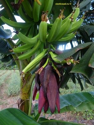 ����� ������� �����