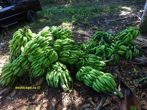 ����� ������� - ������