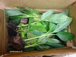 ������� ������