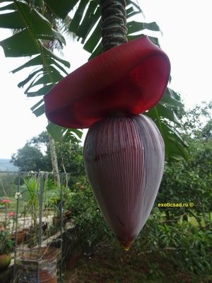 ����� �������