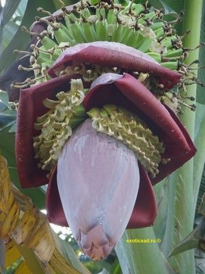 ����� �������� ������