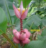 ���������� ������� ����� - ������ �������