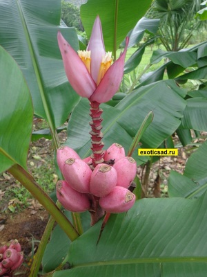 ����� ����������� �������� ������