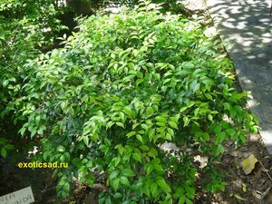 ������� ������� �����