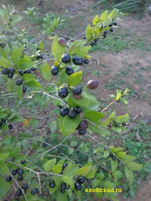 ����� ������� ����� �� ������