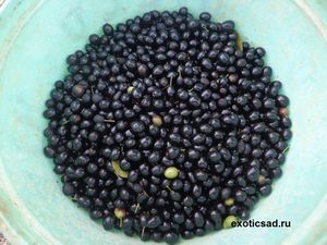 ����� ������� �����