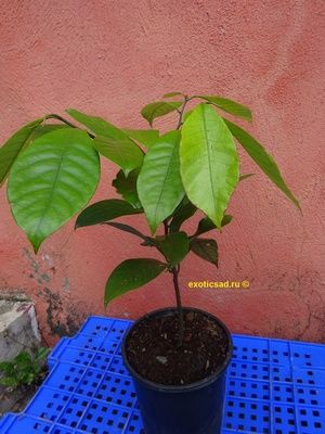 ������� ���������� �����