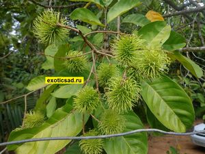 ����� ��������� ��������