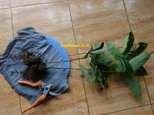 ������� ���������