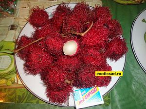 ����� ���������