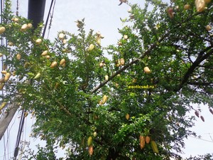 ����� �������� ������ � �������