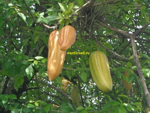 ����������� ����� �������� ������