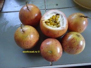 ���� �������� ������������ �������