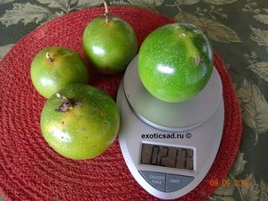 ��� ����� ��������