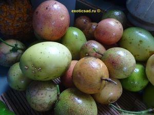 ����� ��������