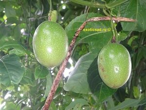 ������ ����� ��������