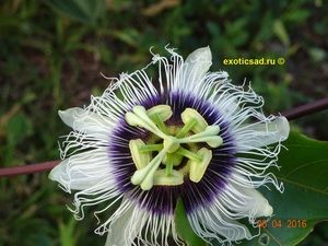 ������ ��������