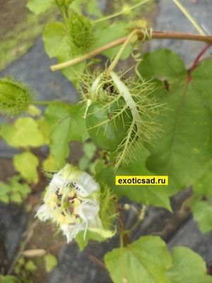 ������ � ���� ���������� ����������