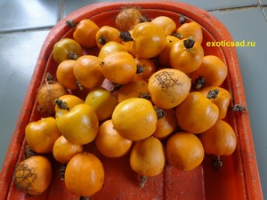 ������ ���������� ����������