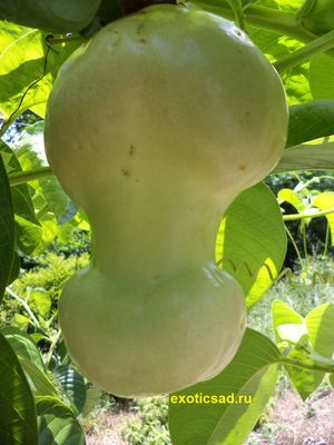 ���� ���������� �����������