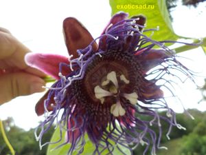 �������� ���������� ����������