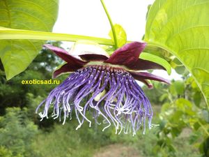 ������ ���������� ����������