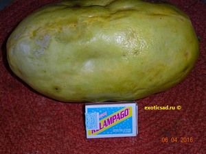 ���� ���������� ����������.