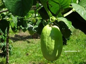 �������� ���� ���������� ����������.