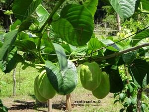 ����� ���������� ���������� � �������