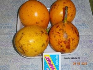 ���������� ������� - passiflora ligularis.