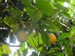 ����������� ����� ���������� ������� �� �����.