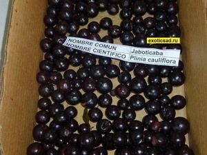 ����������� - �����