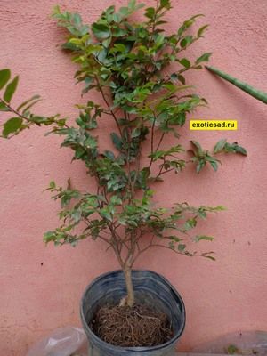 ������� �����������