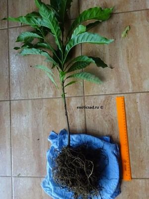 ������� ���������