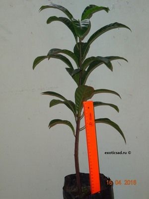 ������� ���������