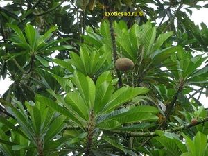 ���� ������ ����������� �� ������